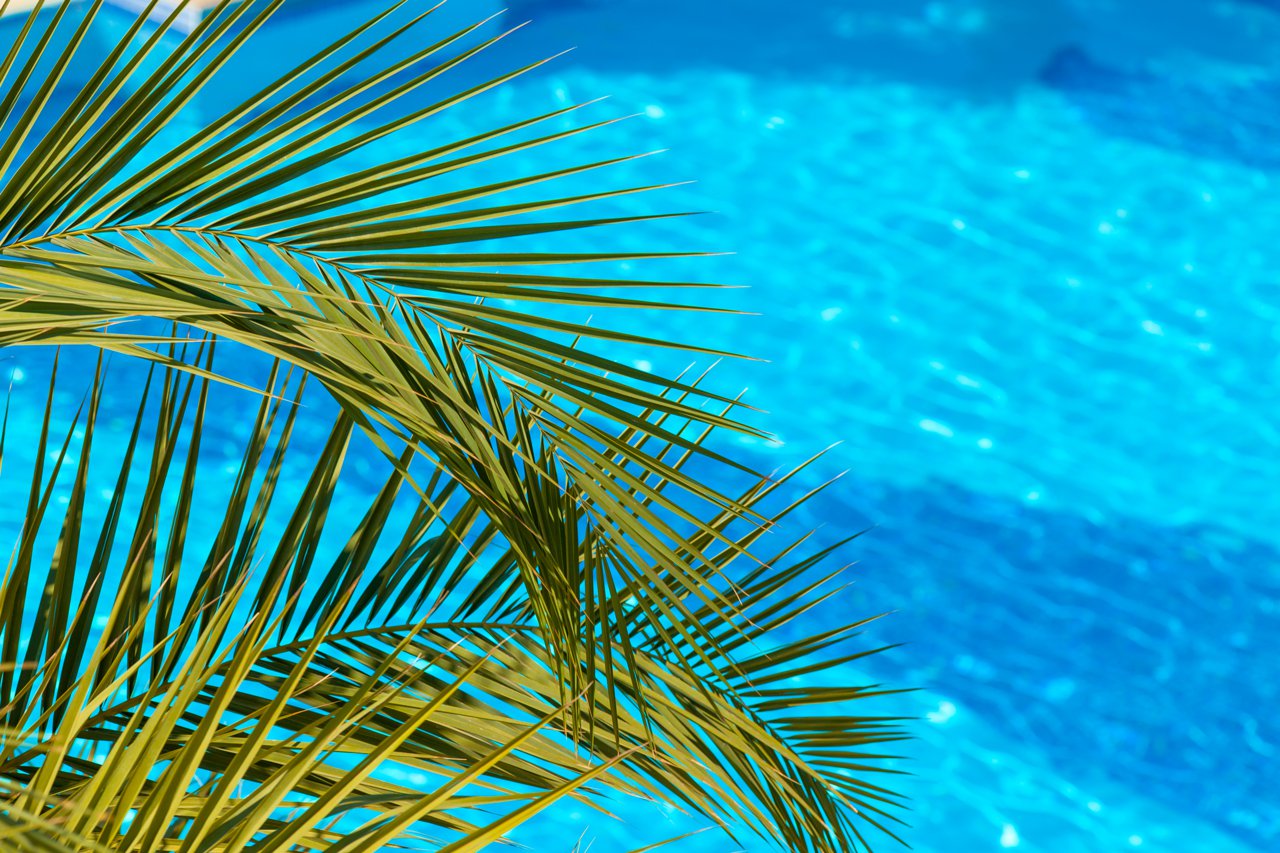 Palm leaves in front of a sparkling swimming pool