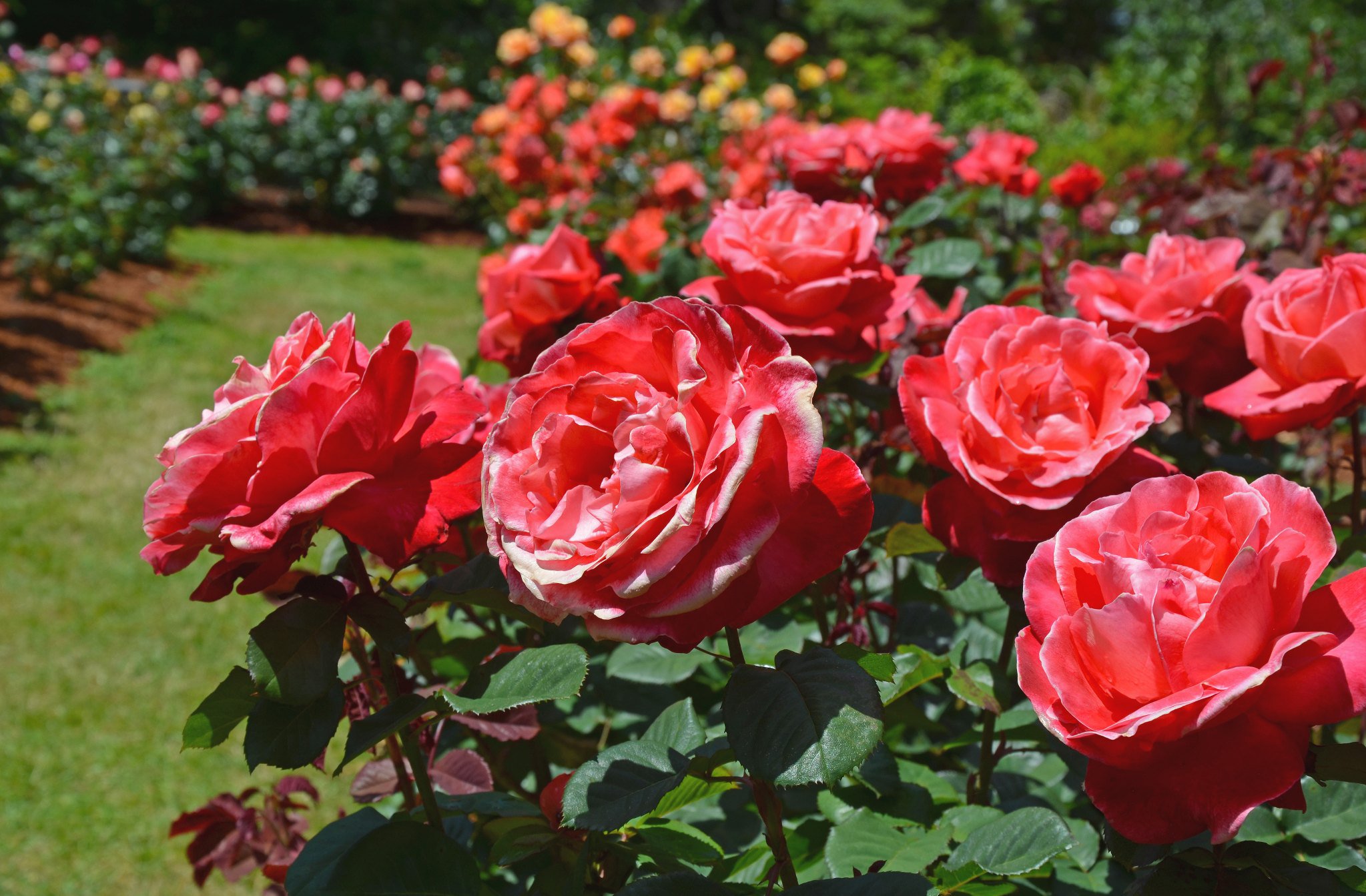 Flowers in a beautiful garden