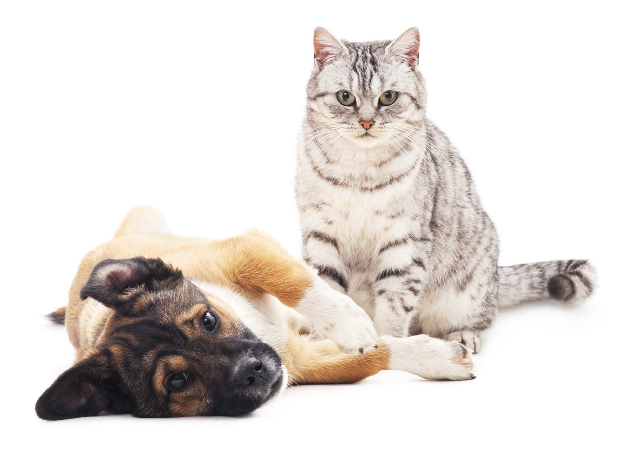 Cat and dog laying next to each other